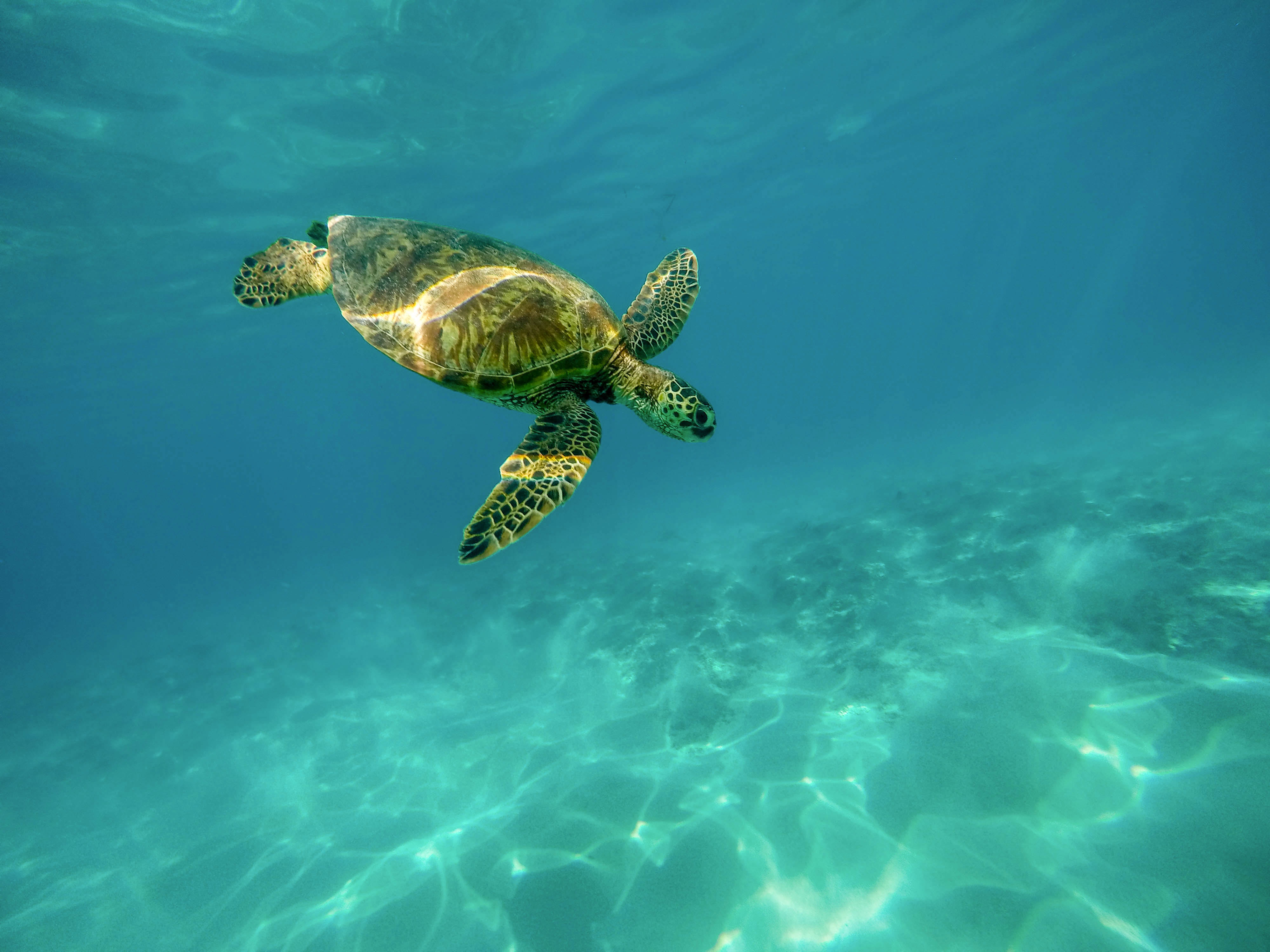 sea turtle oahu